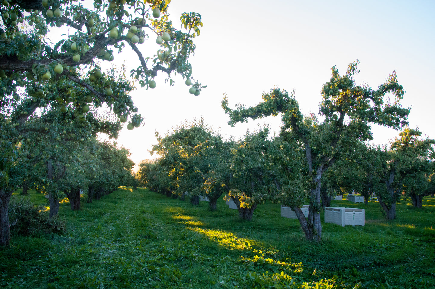Bartlett Pear Brandy (Poire Williams)
