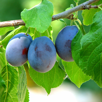 Bradshaw Plum Brandy