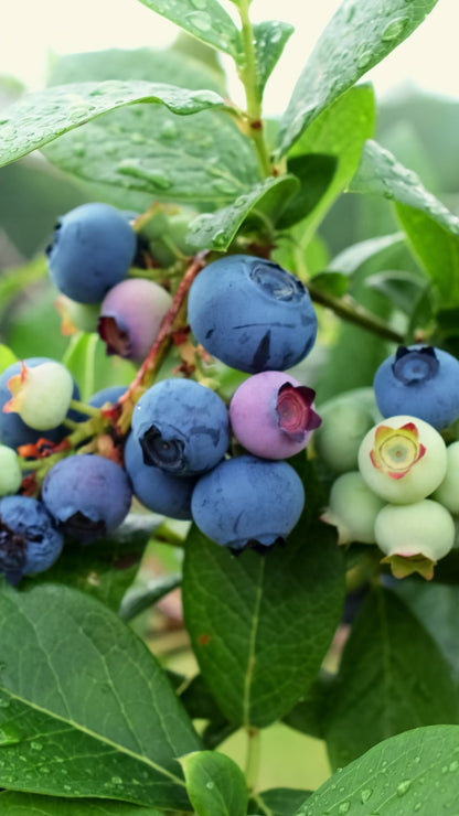 Blueberry Liqueur