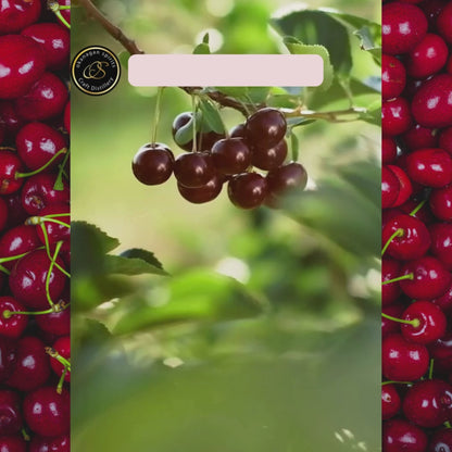Cherry Liqueur