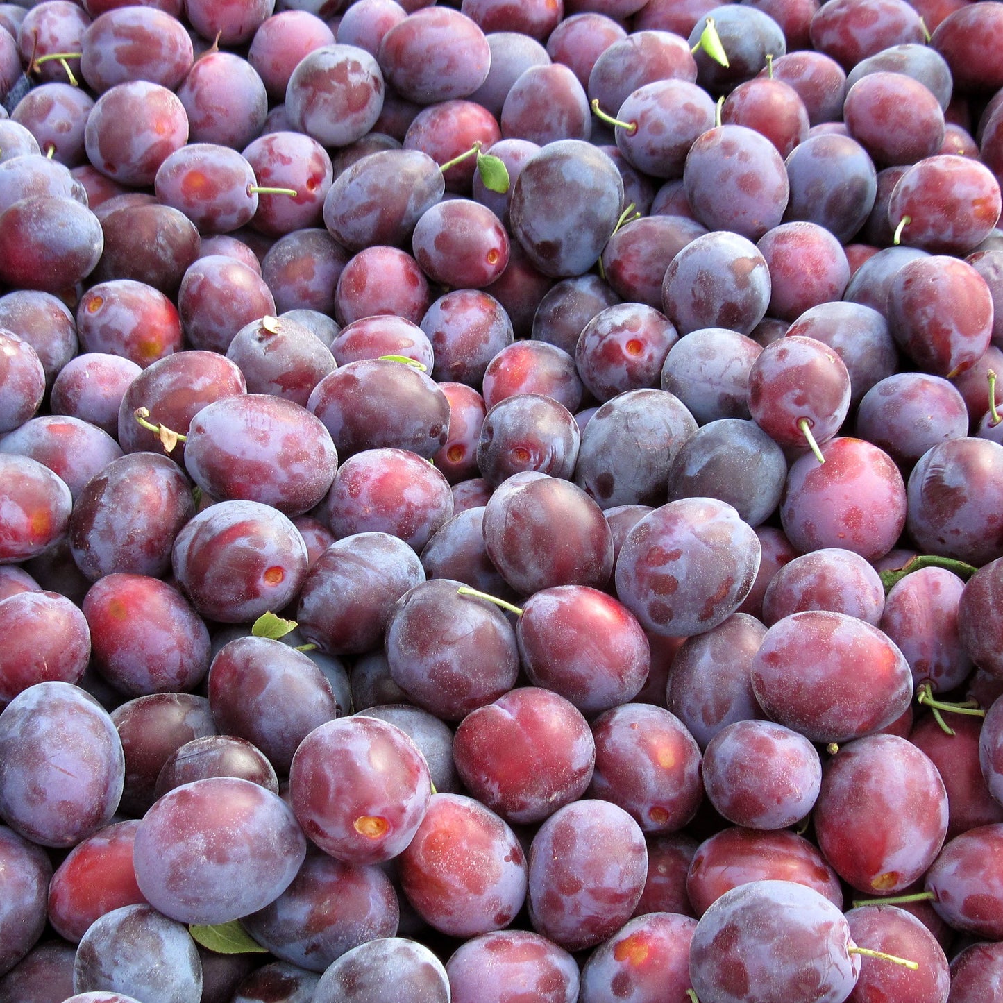 Bradshaw Plum Brandy